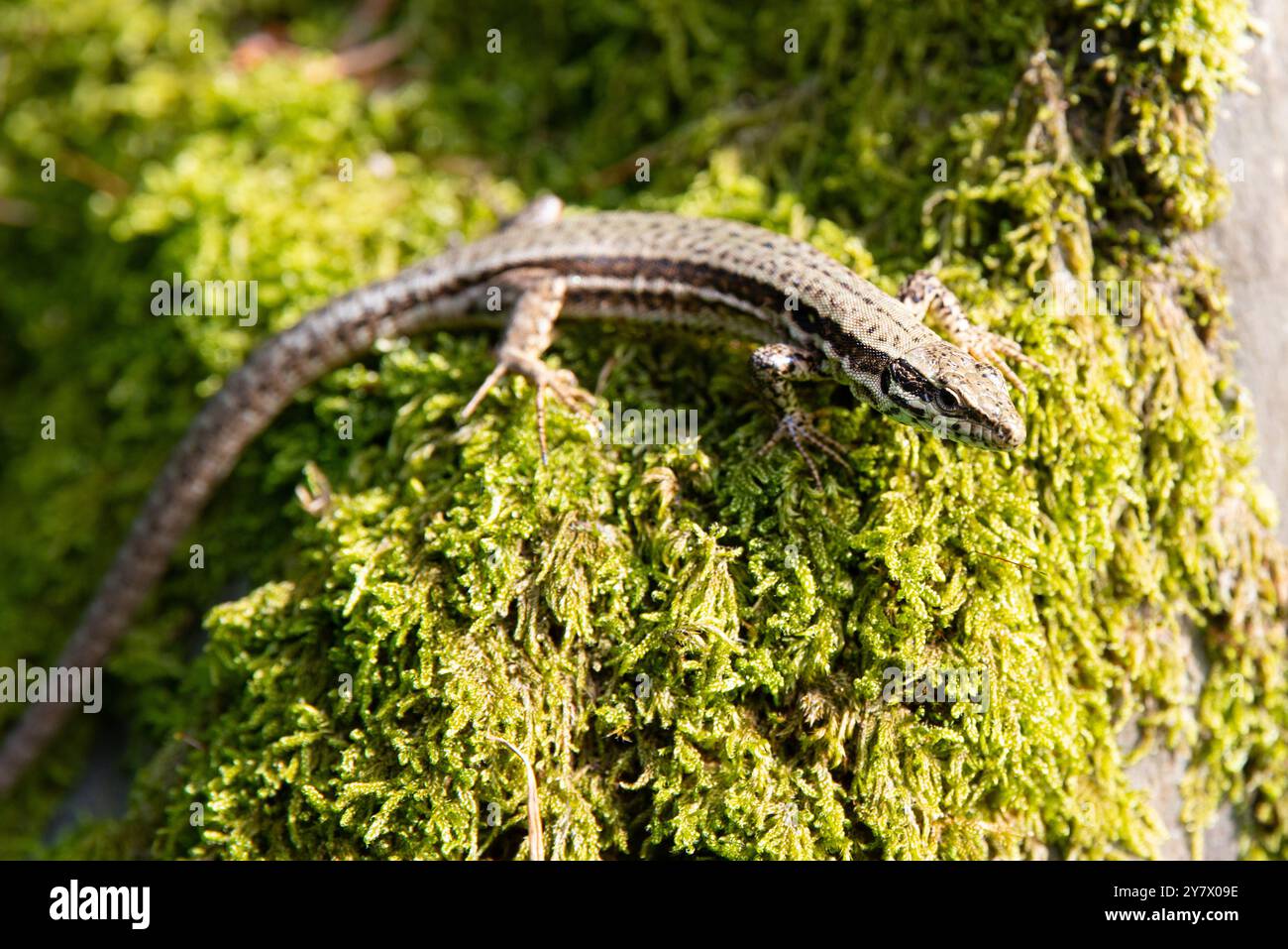 Lucertola forestale comune sul muschio verde, Lacerta vivipara, rettili che vivono nell'Europa settentrionale e nell'asia centrale Foto Stock