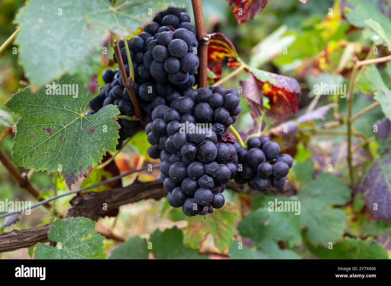 Grappoli maturi di uve pinot nero sulle viti all'autuimn sui vigneti di champagne Grand cru durante il periodo della vendemmia nei villaggi di Ambonnay e Bouzy, Champange Foto Stock