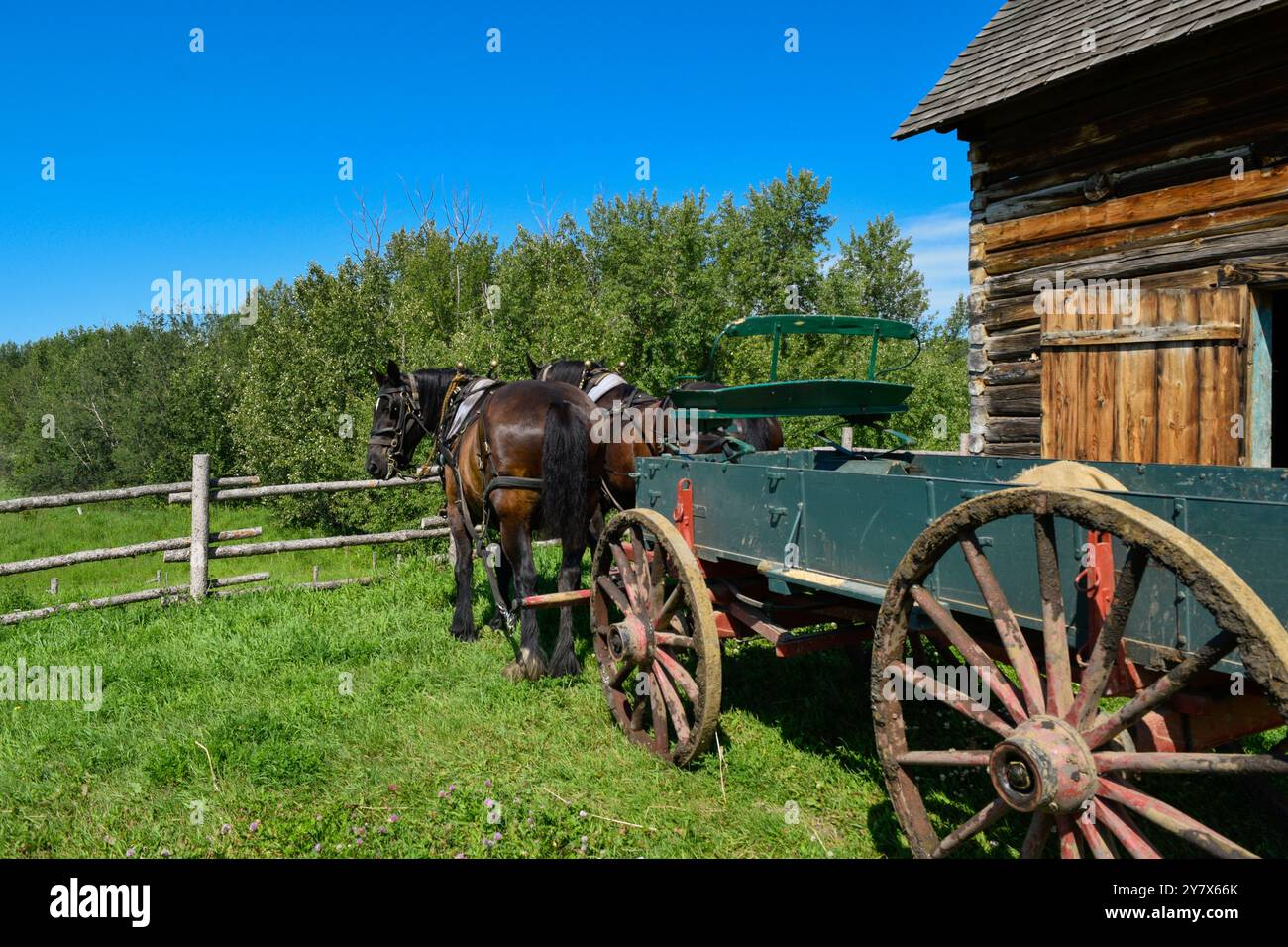 Carrozza a cavalli circondata da vegetazione lussureggiante in un ambiente storico Foto Stock