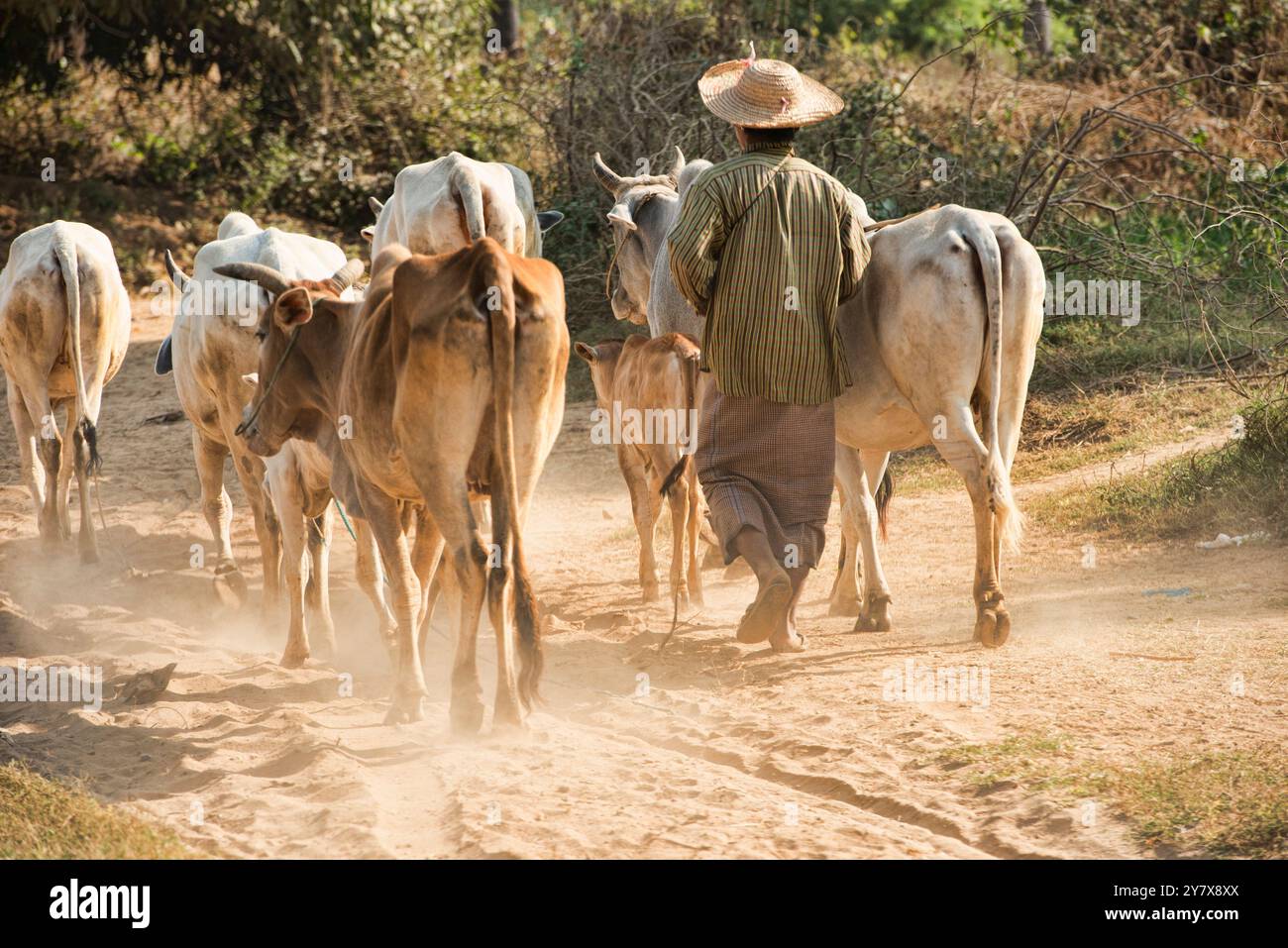 Contadino con il suo bestiame, Stato Chin Stato, Myanmar. Foto Stock