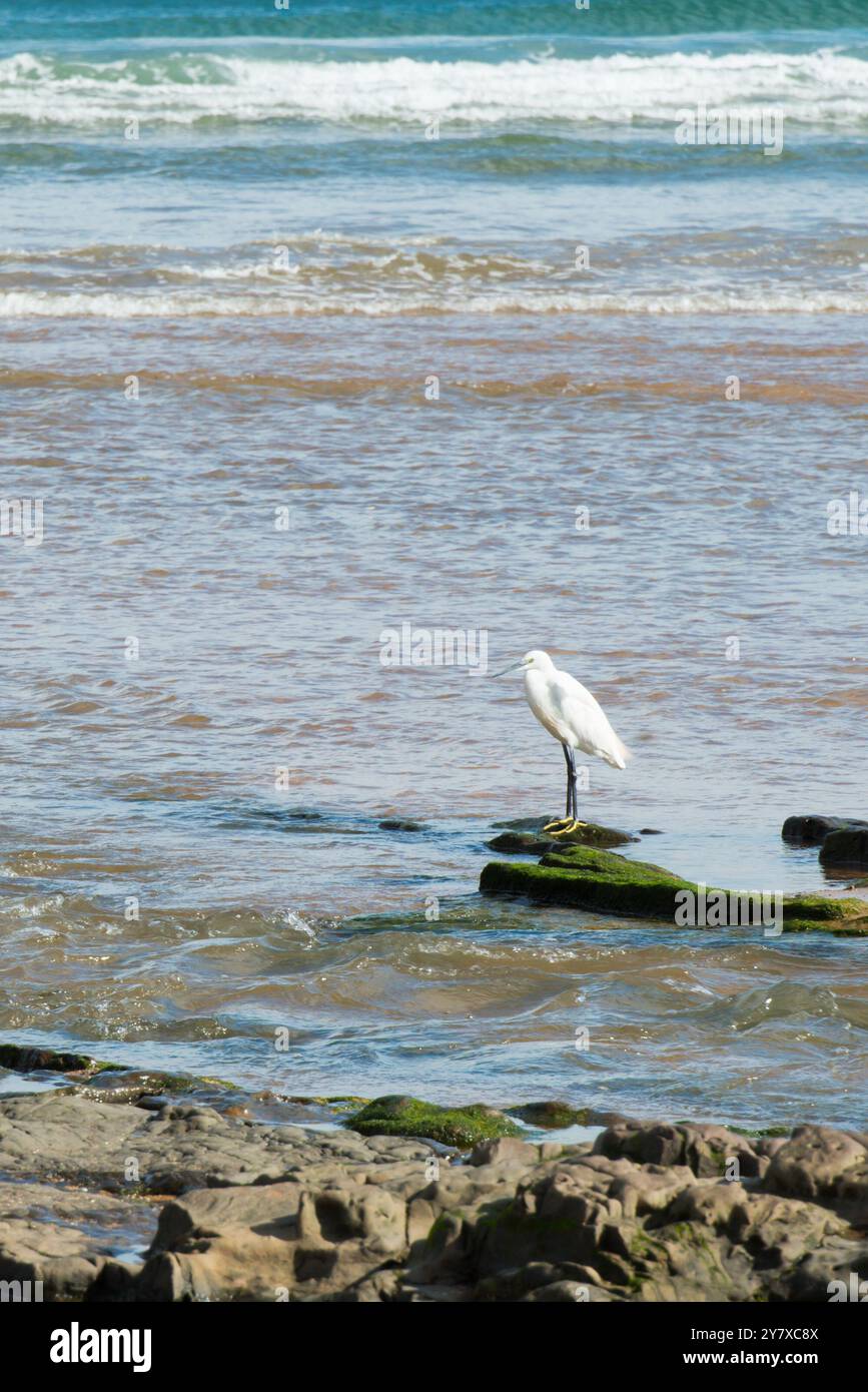 Bella piccola egretta bianca con piedi gialli che guardano al mare. Giornata di sole. Spiaggia la Griega, Asturie, Spagna Foto Stock