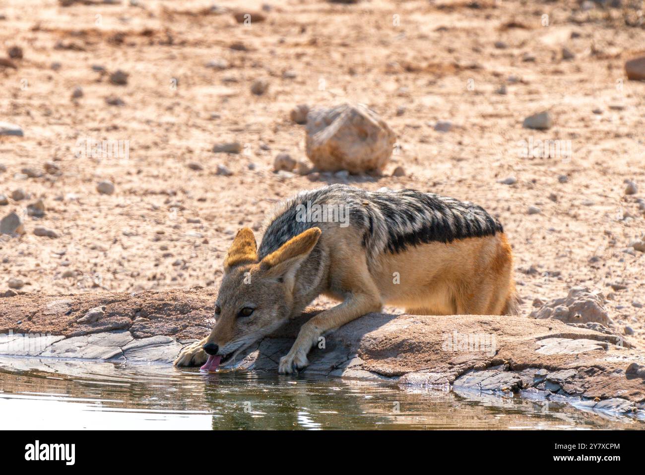 Sciacallo nero, mesomelas lupulella, beve acqua in una piscina nel Kgalagadi Transborder Park, Sudafrica Foto Stock