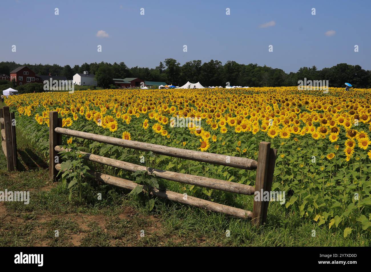 bellissimi girasoli vibranti con palo e recinzione a fascio in primo piano, donna in campo lontano con ombrello blu Foto Stock