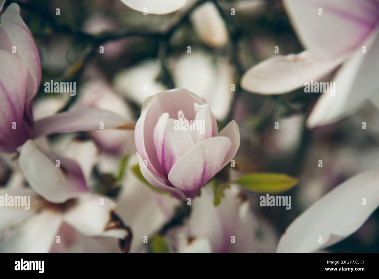 I Paesi Bassi, la Magnolia nella stagione primaverile Foto Stock