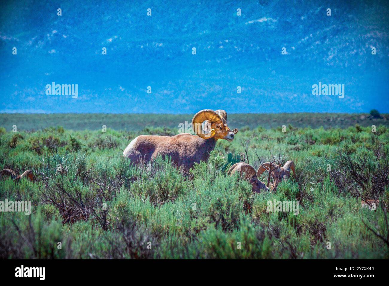 Horned Sheep fuori da Taos, New Mexico, negli Stati Uniti, prenditi una pausa dal caldo sole di mezzogiorno. Foto Stock