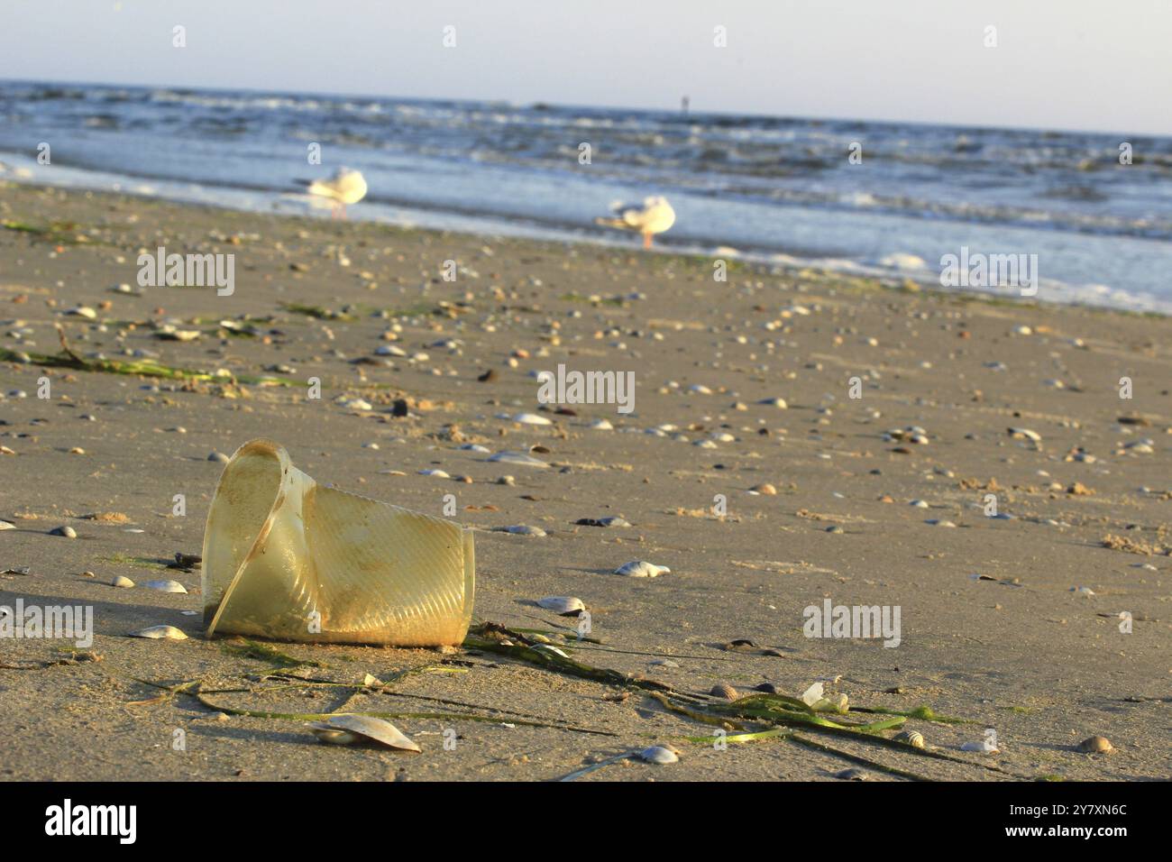 Rifiuti di plastica sulla spiaggia del Mar Baltico, settembre, Germania, Europa Foto Stock