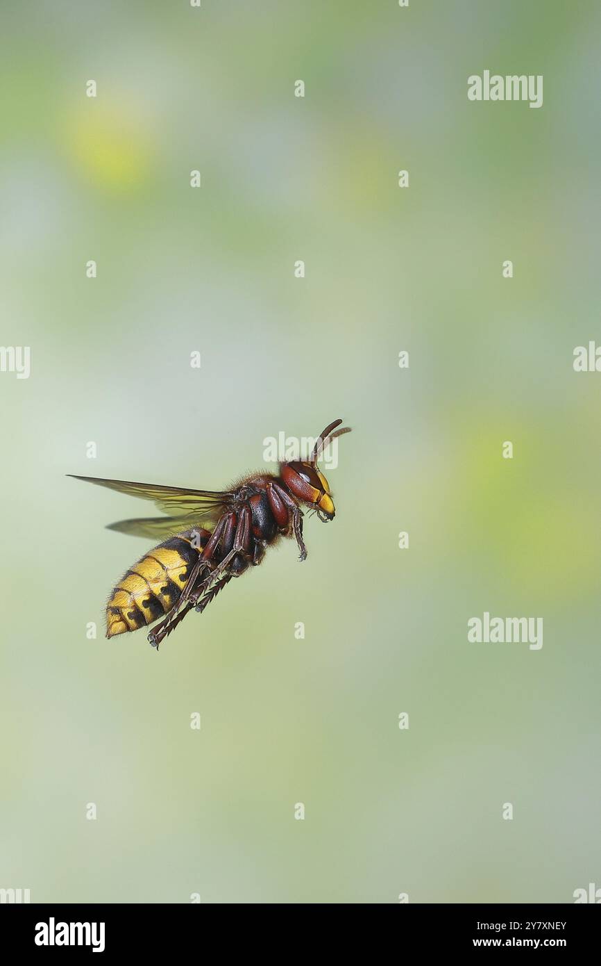 Hornet (Vespa crabro), operaio in volo, foto di volo, foto ad alta velocità, Renania settentrionale-Vestfalia, Germania, Europa Foto Stock