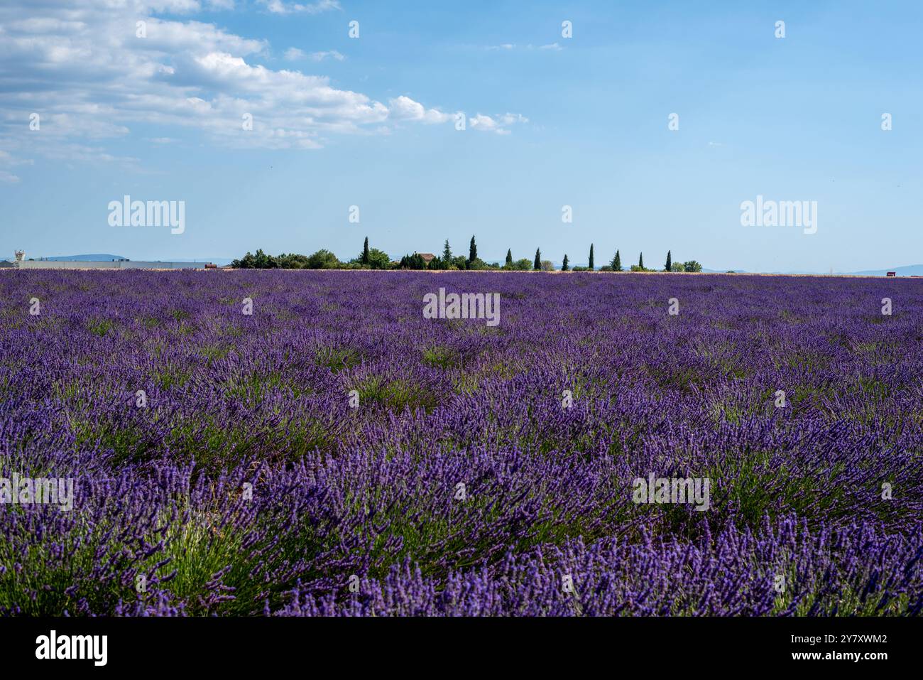 Campo di lavanda sull'altopiano vicino a Valensole, Alpes-de-Haute-Provence, Francia Foto Stock