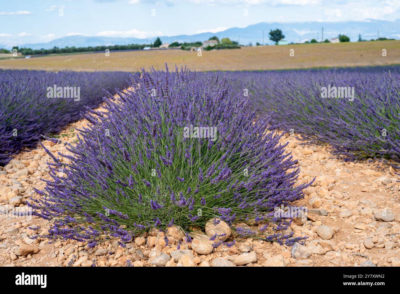 Campo di lavanda sull'altopiano vicino a Valensole, Alpes-de-Haute-Provence, Francia Foto Stock