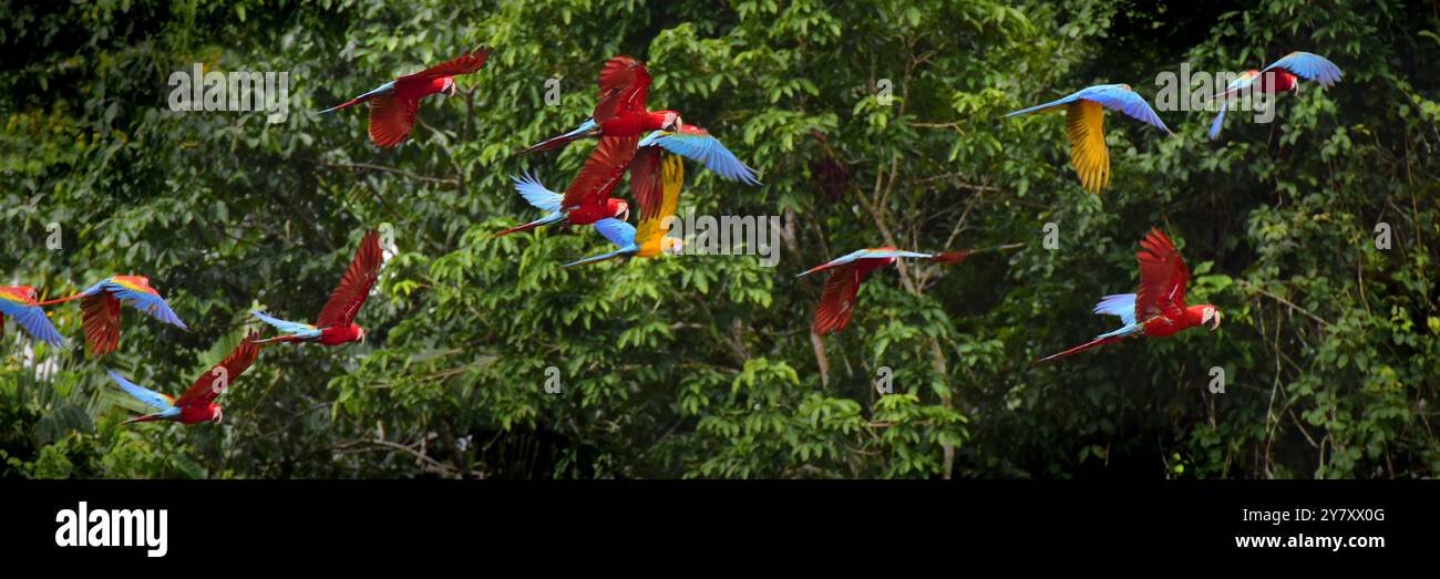 Pappagalli di Macaw volanti Foto Stock