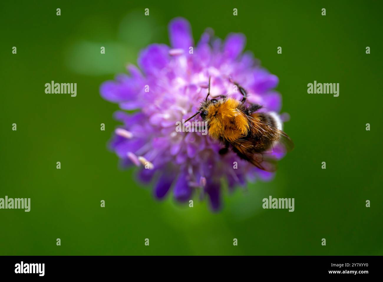 bumblebee terra oscura su un campo scabioso, Baviera, Germania Foto Stock