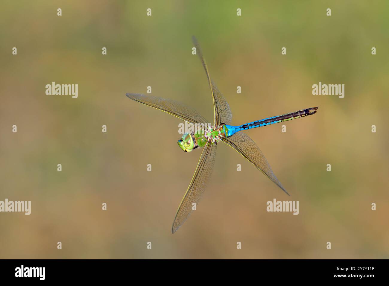 La libellula Green darner (Anax junius) sorvola le praterie di Galveston, Texas, Stati Uniti. Foto Stock