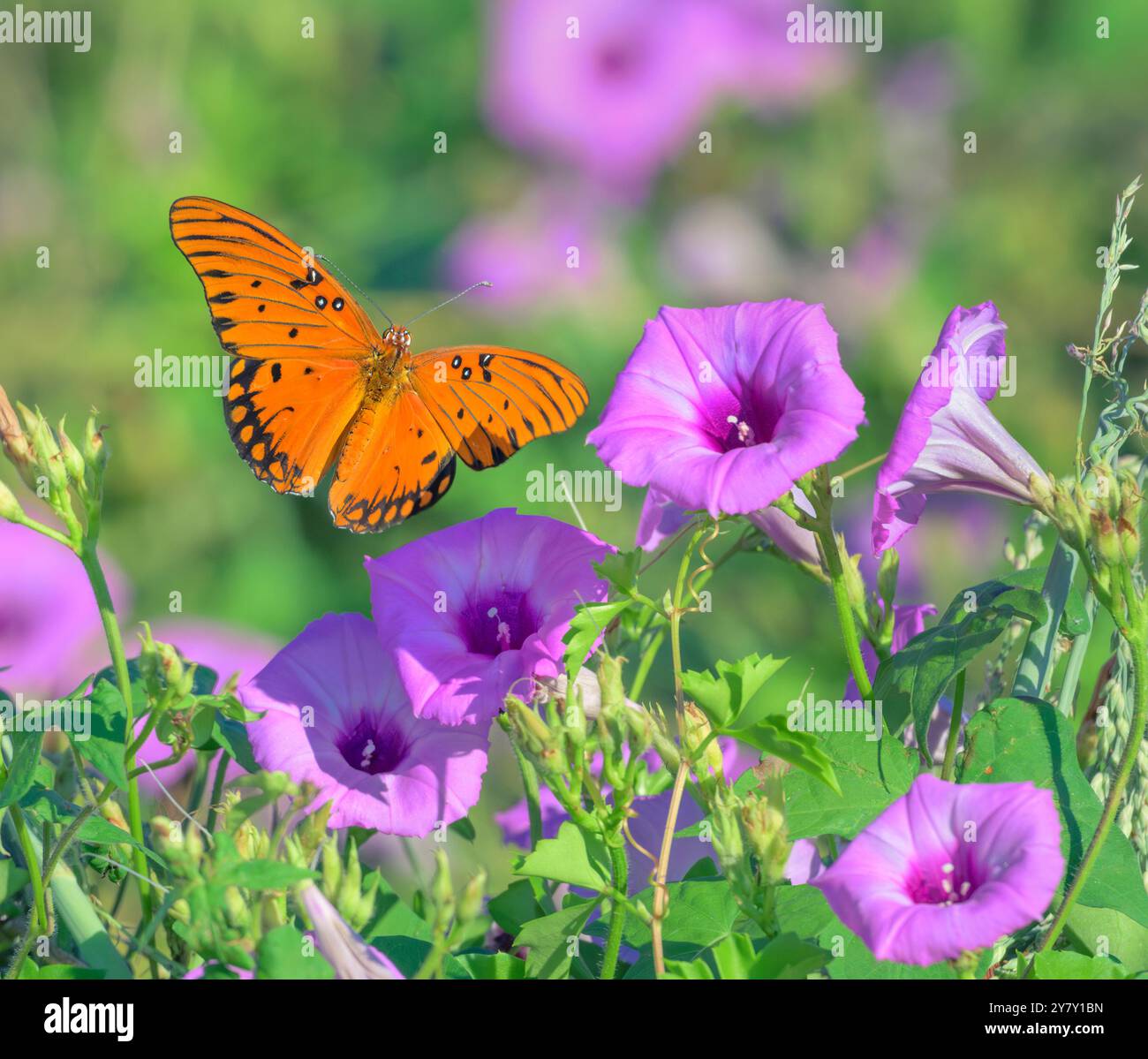 Gulf fritillary o Passion Butterfly (Dione [Agraulis] vaniglia) sorvolando i fiori della gloria mattutina (Ipomoea cordatotriloba), Texas, USA. Foto Stock