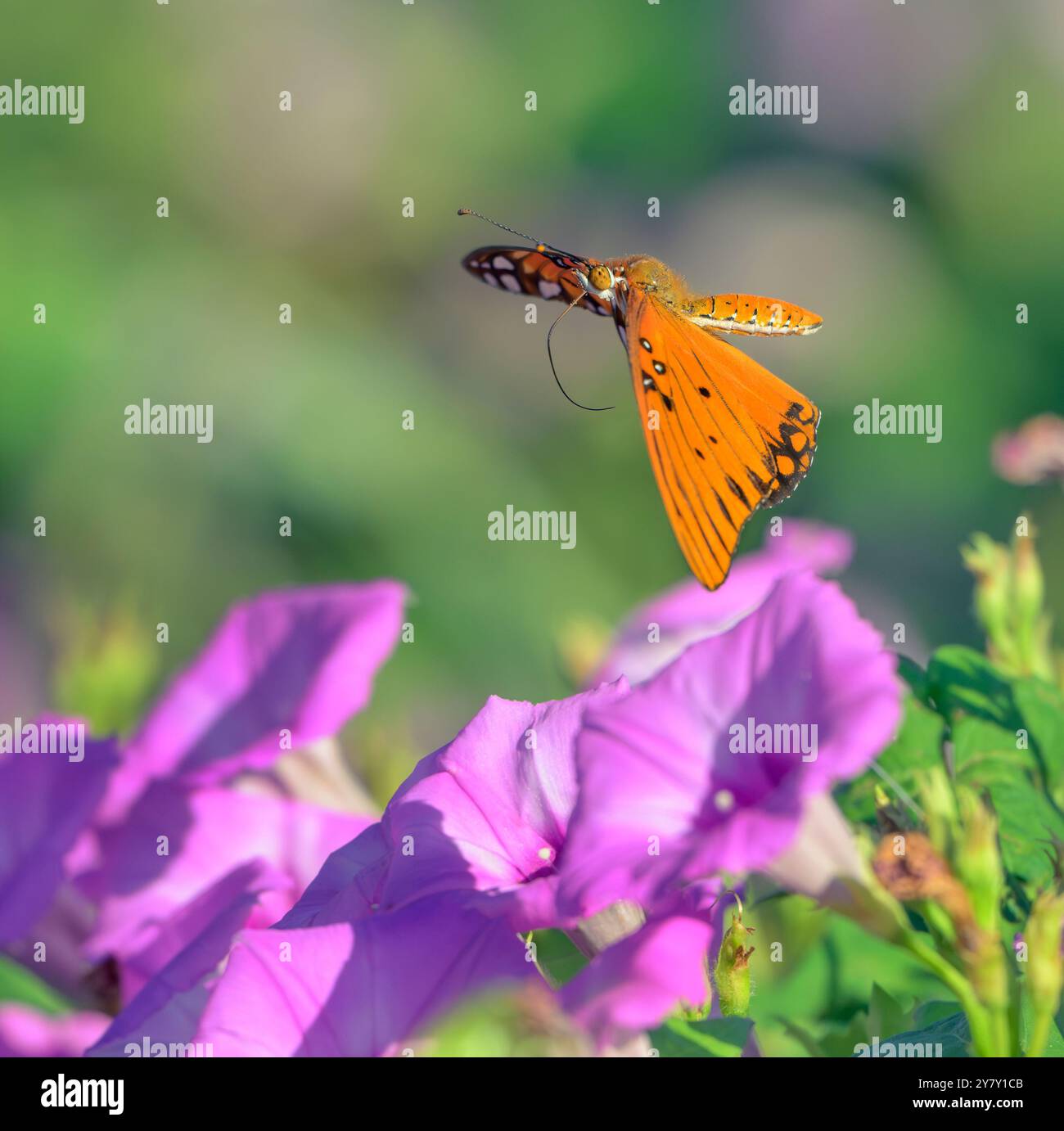 Gulf fritillary o Passion Butterfly (Dione [Agraulis] vaniglia) sorvolando la gloria mattutina fiorente (Ipomoea cordatotriloba), Texas, USA. Foto Stock