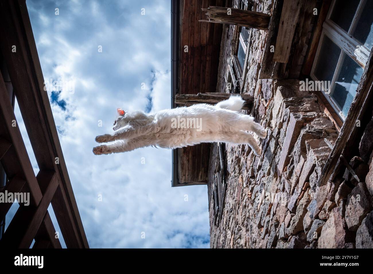Gatto bianco dai capelli lunghi che salta da una casa di pietra a un balcone di legno, colpito dal basso contro un cielo blu limpido. Foto Stock