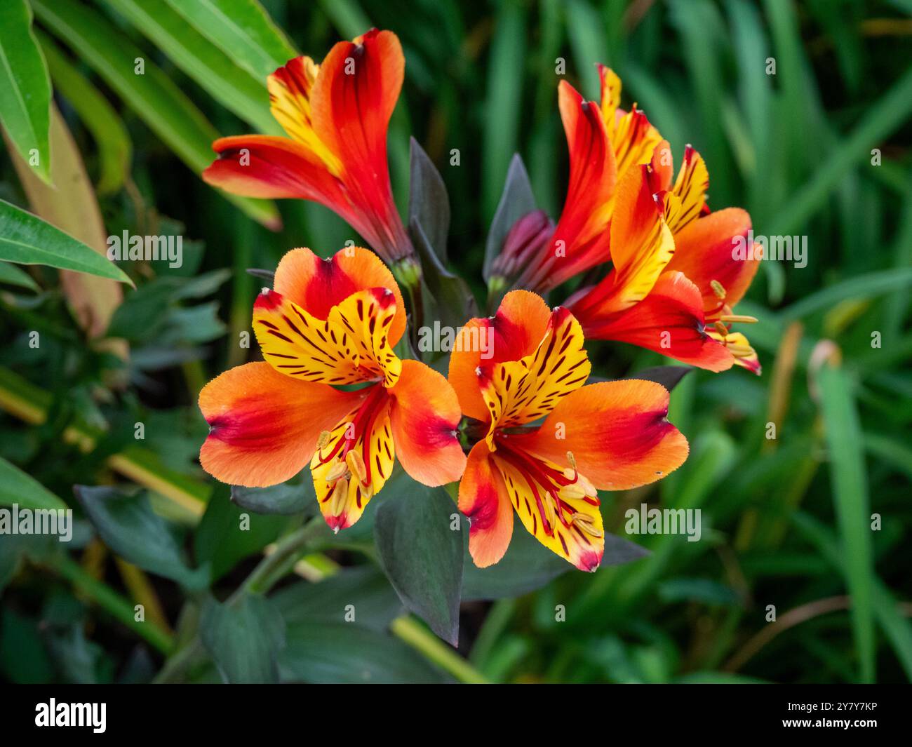 Chenies Manor Garden a settembre; vivace Alstroemeria 'Indian Summer' di colore rosso fiamma e arancione, Giglio peruviano al confine meridionale con le piante. Foto Stock