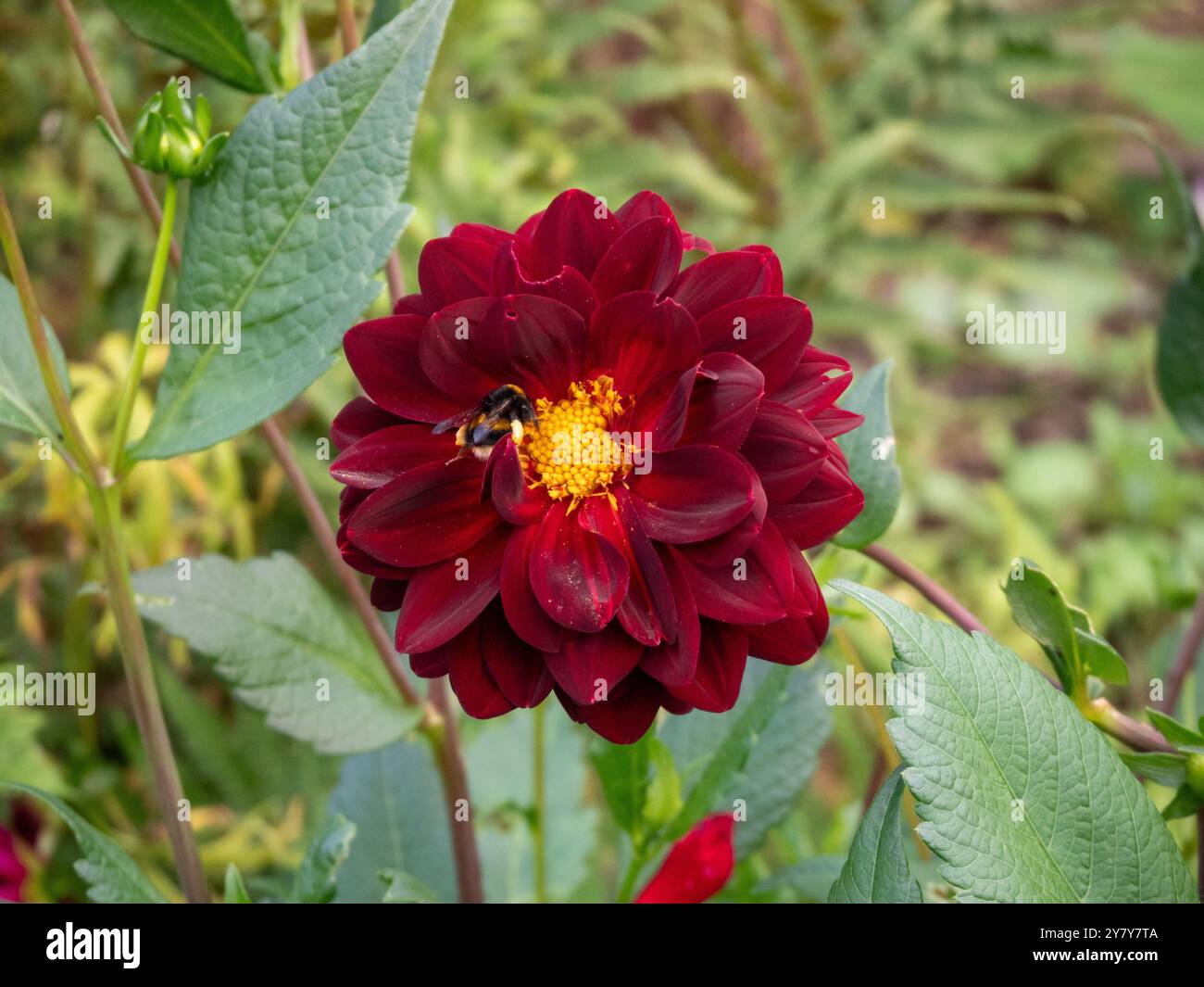 Chenies Manor Garden a settembre; Bumblebee che si avvicinano a Dahlia 'Maroon Fox' di colore rosso profondo. Foto Stock