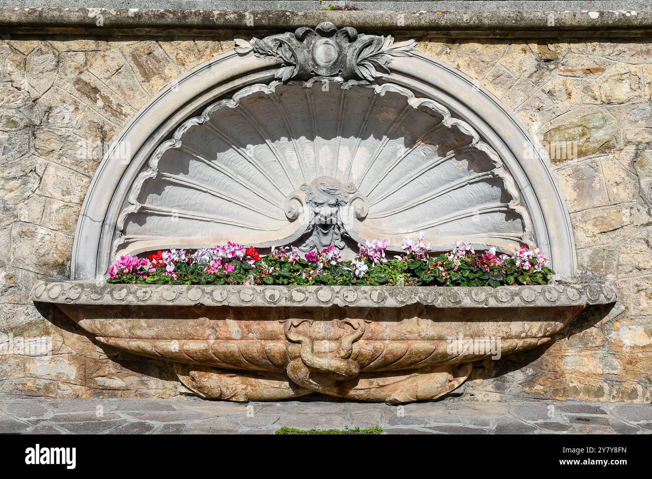 Antica fontana a forma di conchiglia riutilizzata come elegante aiuola, con colorati ciclamini in primavera, Alassio (Savona), Liguria, Italia Foto Stock