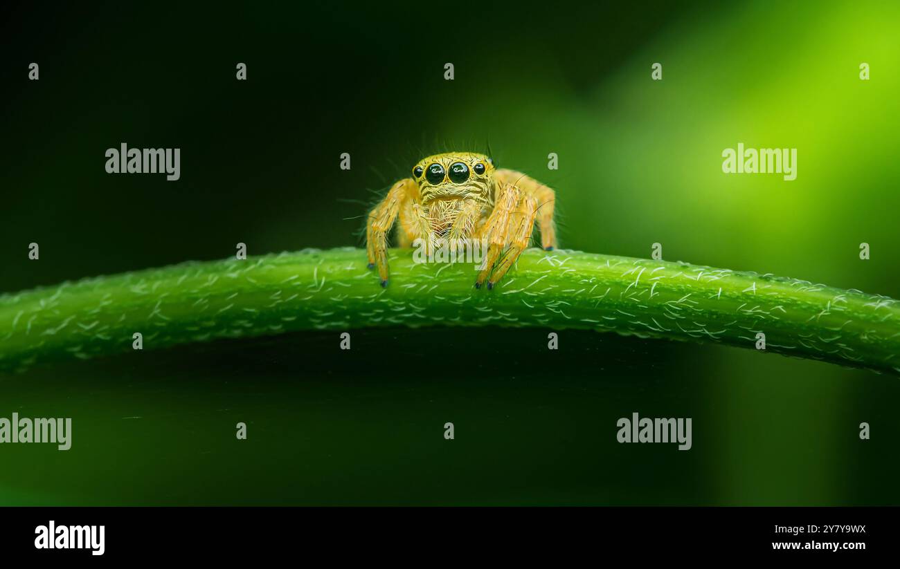 Ragno giallo saltato arroccato su una foglia verde, che guarda con i suoi occhi ipnotici. Primo piano cattura i dettagli di questo aracnide colorato in natura. Ideale Foto Stock