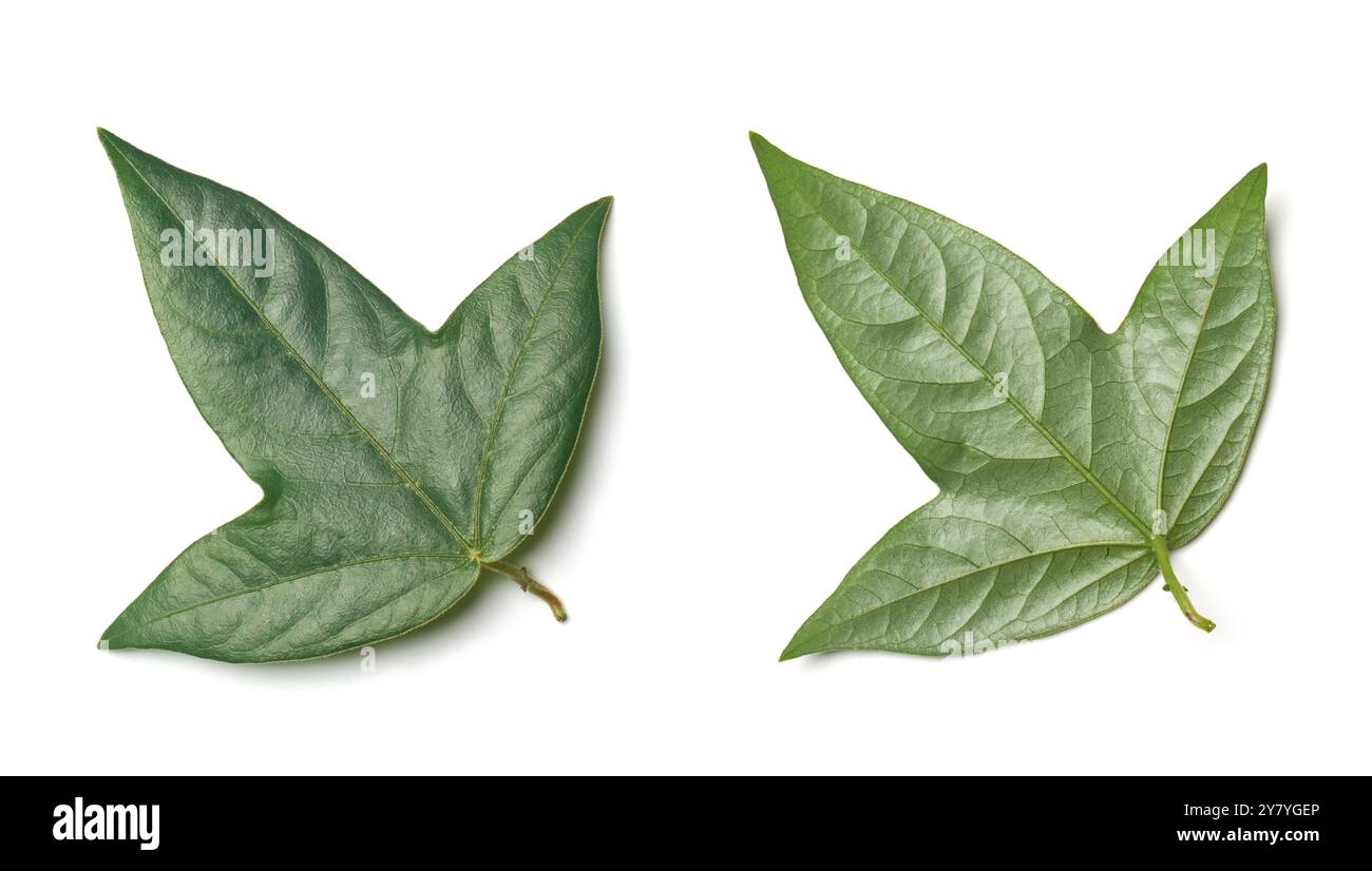 passiflora suberosa pianta foglie di vite fondo bianco isolato, corkystem passion vine o passionfruit selvatiche, altamente invasivo nell'agricoltura tropicale Foto Stock