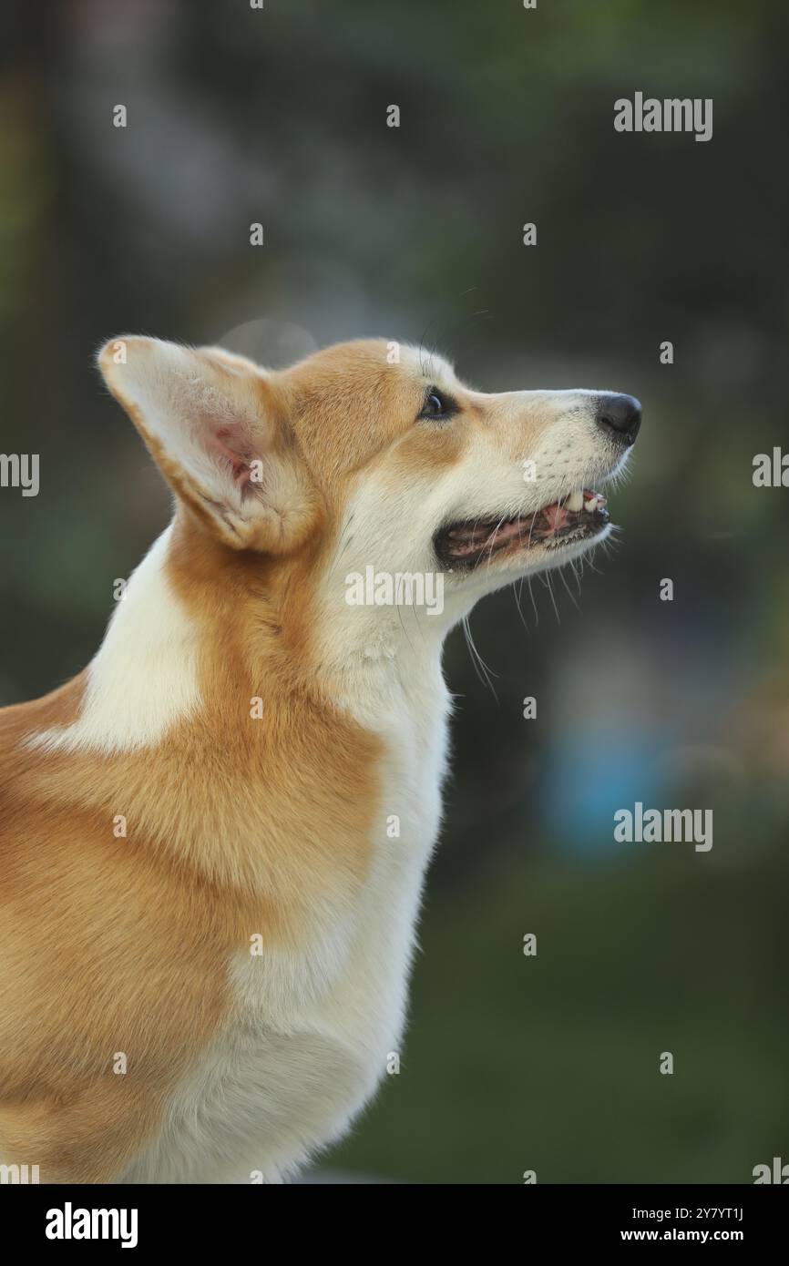 Grazioso corgi gallese pembroke che cammina nel parco estivo Foto Stock