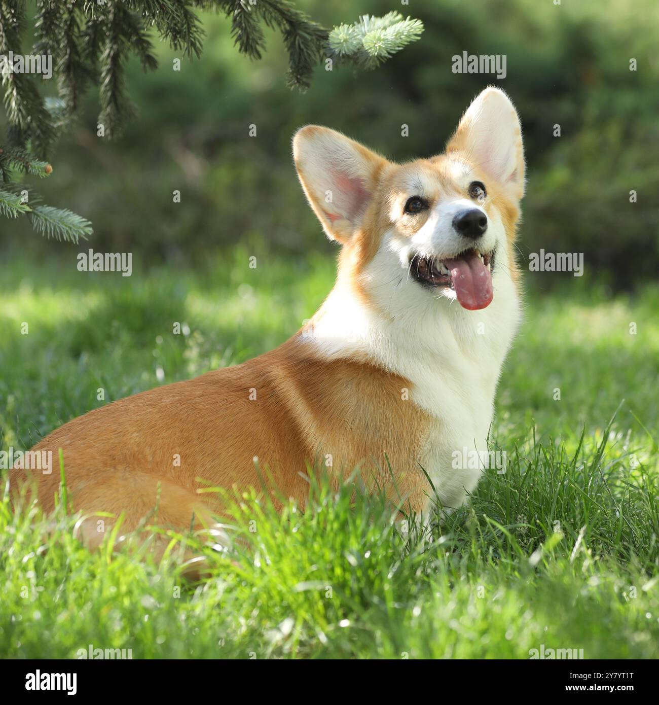 Grazioso corgi gallese pembroke che cammina nel parco estivo Foto Stock