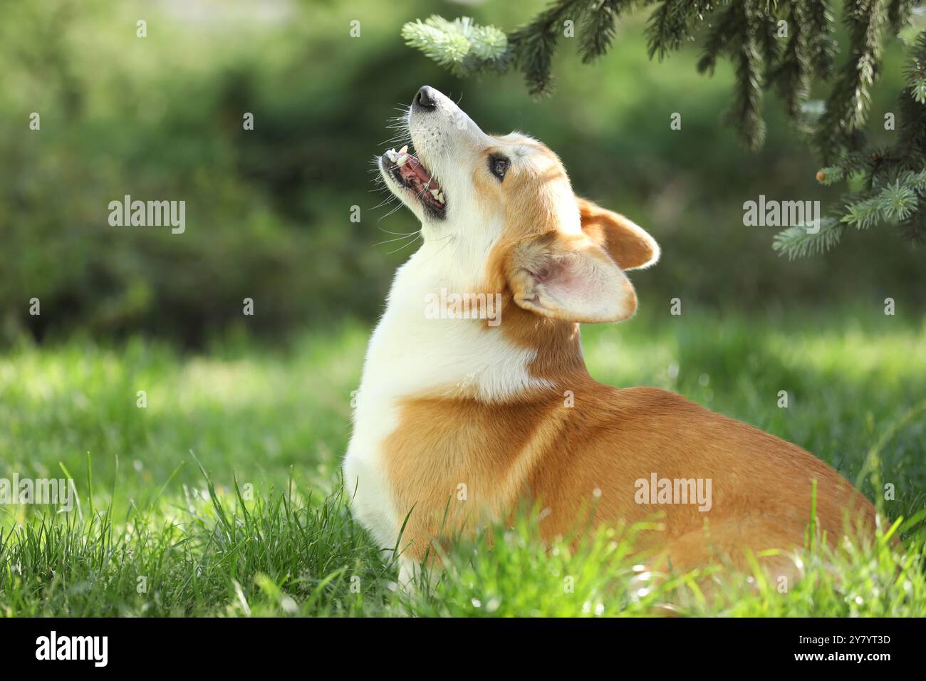 Grazioso corgi gallese pembroke che cammina nel parco estivo Foto Stock