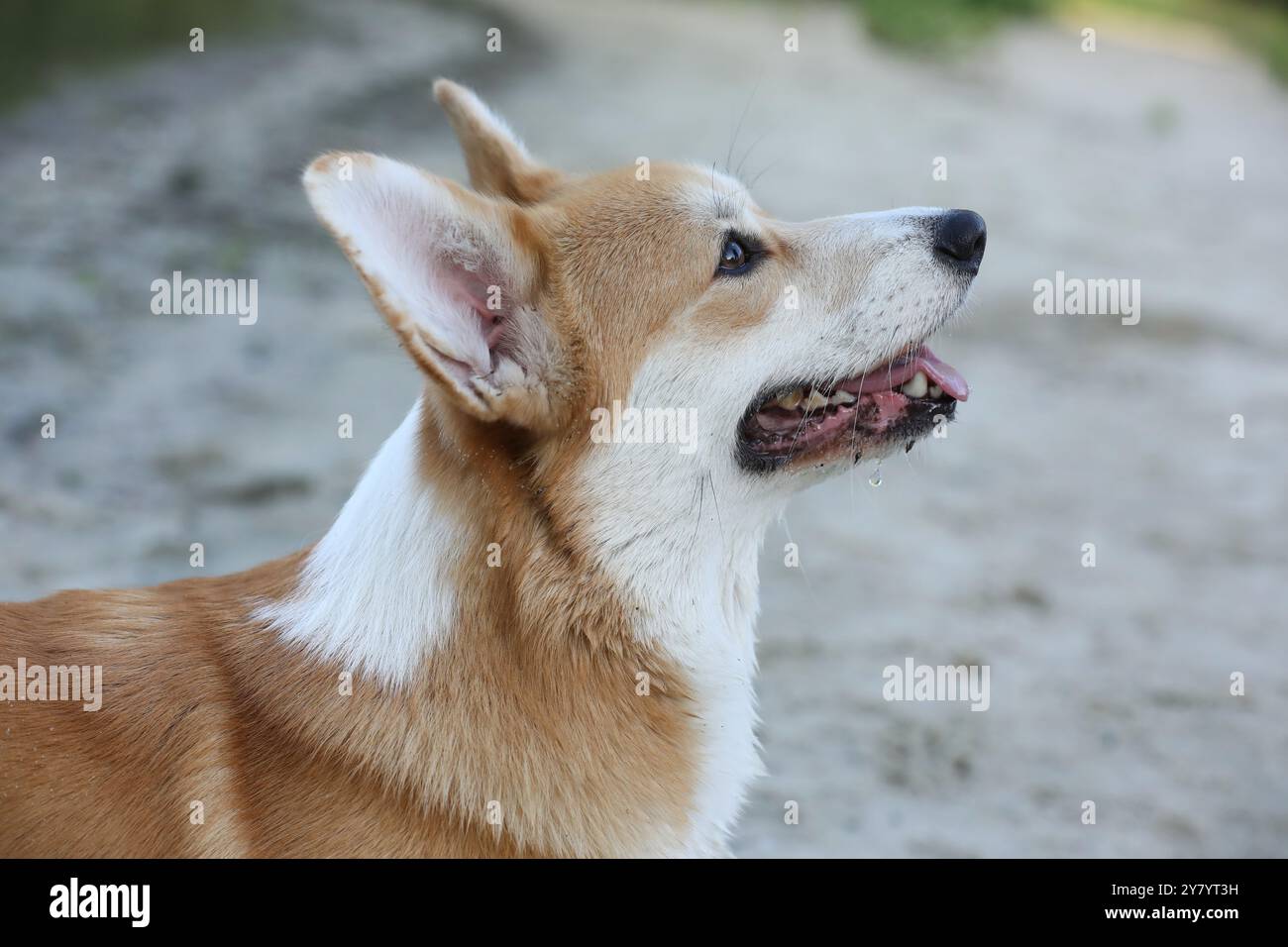 Grazioso corgi gallese pembroke che cammina nel parco estivo Foto Stock