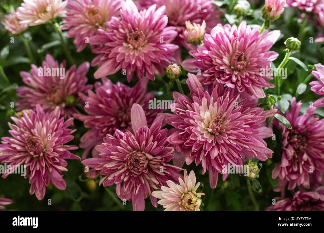 Una lussureggiante area di crisantemi mostra una splendida gamma di fiori viola e rosa in un luminoso giardino, catturando l'essenza del b autunnale Foto Stock