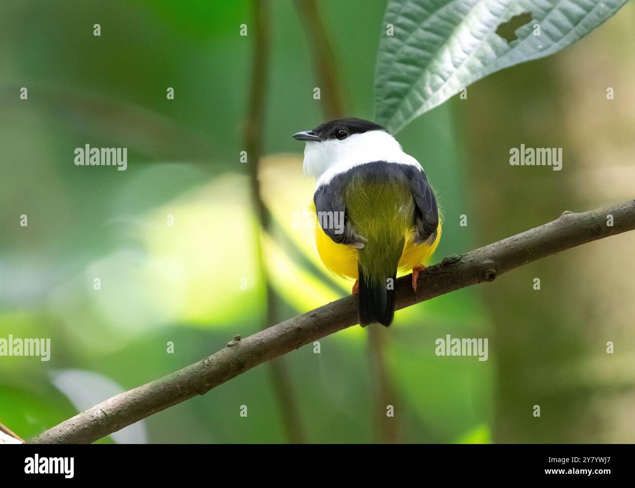 Manakin (Manacus candei) dal collo bianco della Costa Rica Foto Stock