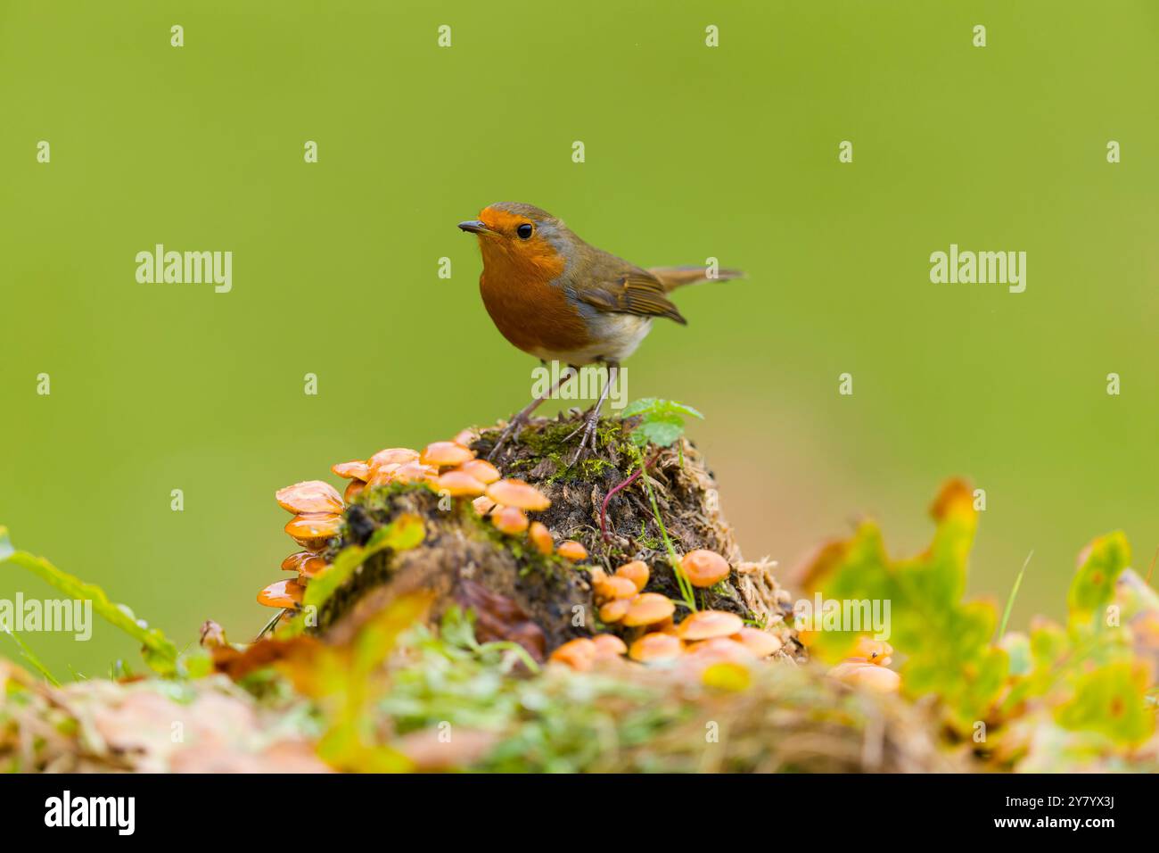 Europeo robin erithacus rubecula, adulto arroccato sul ceppo con ciuffo di zolfo Hypholoma fasciculare, funghi, Suffolk, Inghilterra, settembre Foto Stock