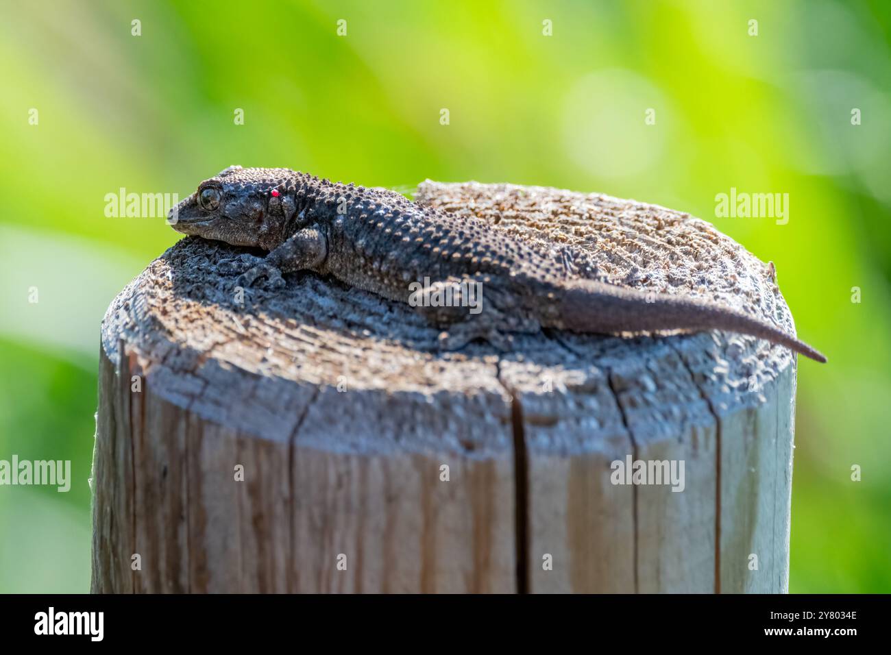 Geco comune europeo, Tarentola mauritanica, sulla cima di un palo di legno, Ebro Delta, Catalogna, Spagna Foto Stock