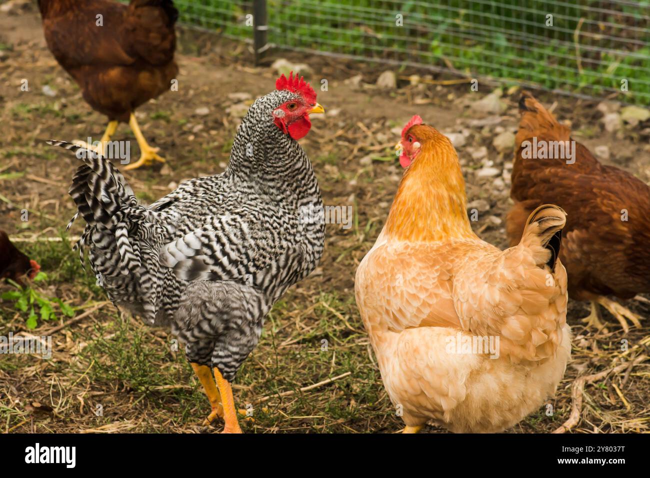 Bellissimo campo libero, polli in fattoria. Foto Stock