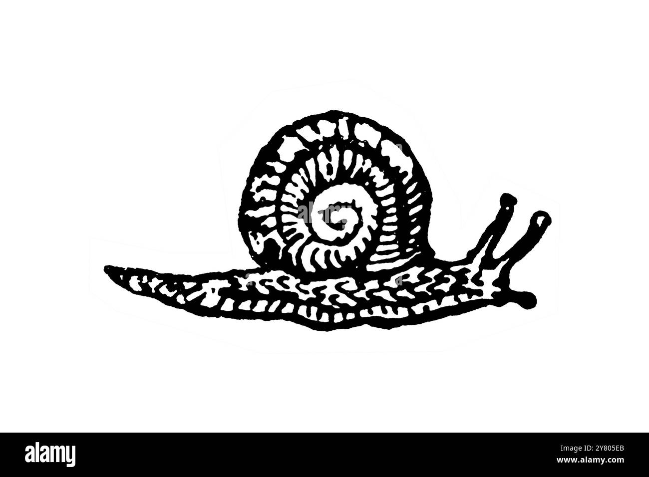 Vecchio disegno di una lumaca. Foto Stock