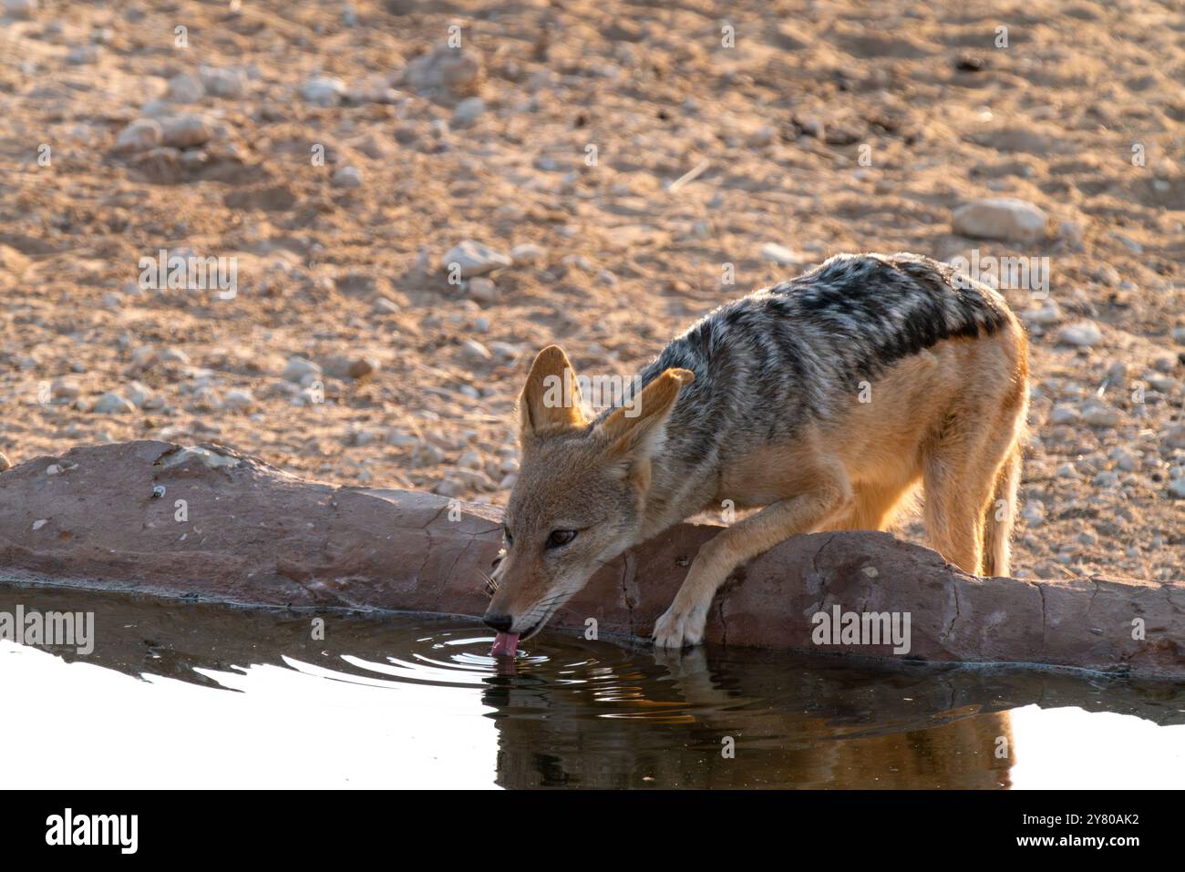 Sciacallo nero, mesomelas lupulella, beve acqua in una piscina nel Kgalagadi Transborder Park, Sudafrica Foto Stock