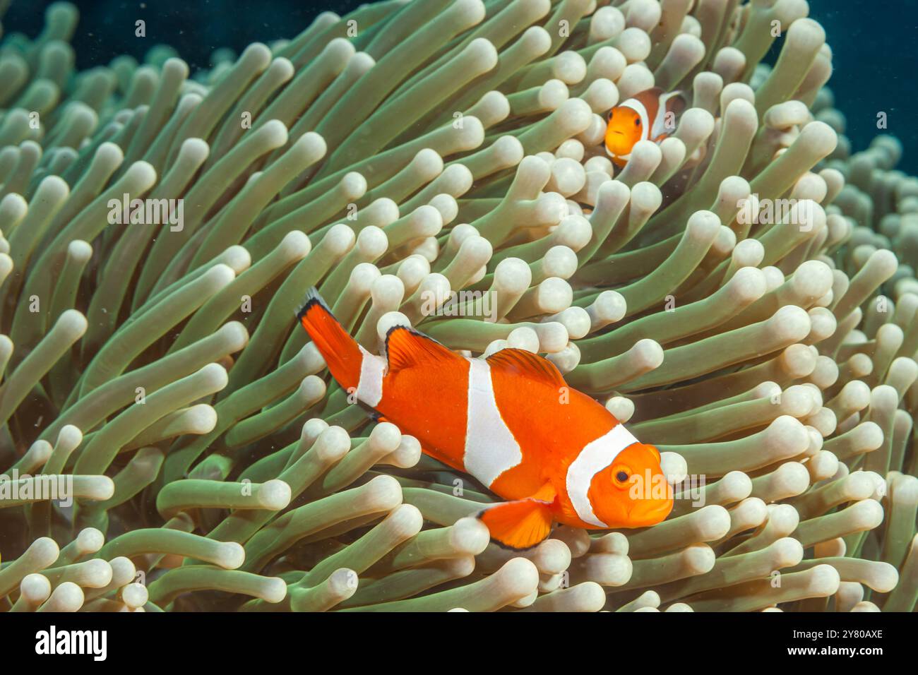 Filippine, Anilao, Ocellaris Clownfish (Amphiprion ocellaris) in Sea Anemone (Heteractis magnifica) Foto Stock