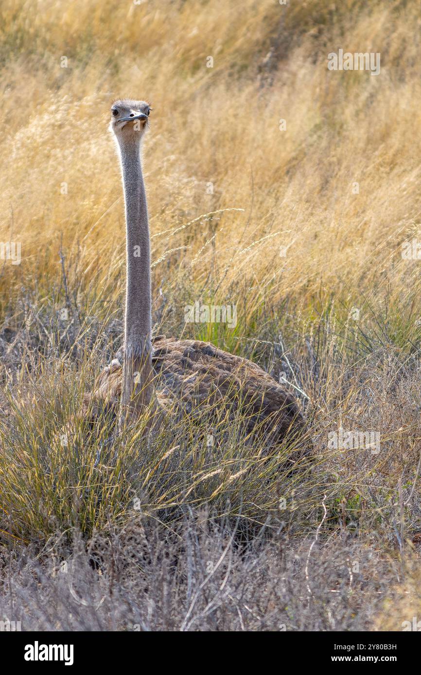 Struzzo sudafricano, Struthio camelus australis, o struzzo dal collo nero, o struzzo del Capo o struzzo meridionale nel Kgalagadi Transborder Park, Sud Foto Stock