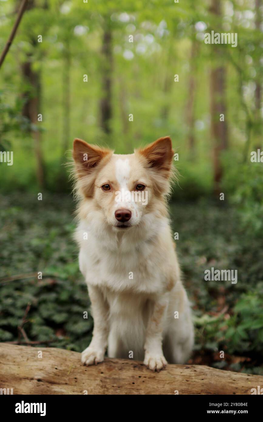 Il corgi gallese incrociato si erge sul legno e aspetta. È ora di estate Foto Stock