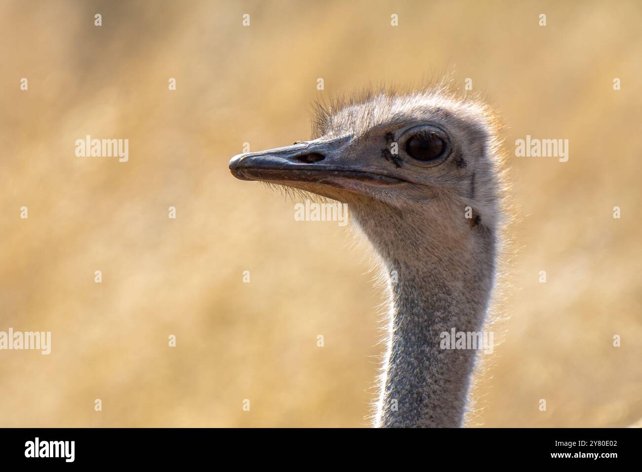 Primo piano di uno struzzo sudafricano, Struthio camelus australis, o di uno struzzo dal collo nero, o di uno struzzo del Capo o di uno struzzo meridionale nel fronte di Kgalagadi Foto Stock