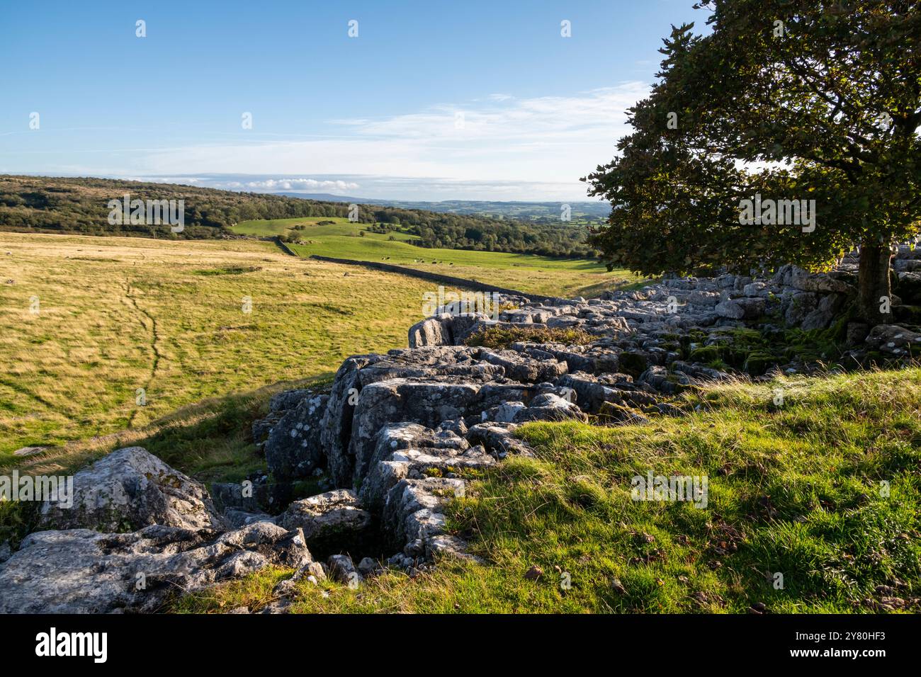 Newbiggin Crags, un paesaggio calcareo vicino a Burton a Lonsdale, Cumbria, Inghilterra. Foto Stock