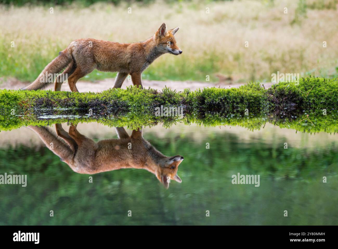 Bella Fox e fantastica Reflection! Foto Stock