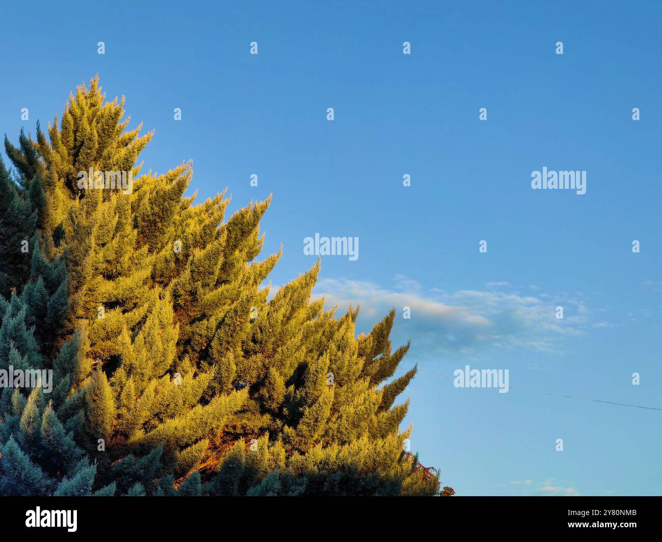 Albero Evergreen baciato dal sole illuminato dal sole. Foto Stock