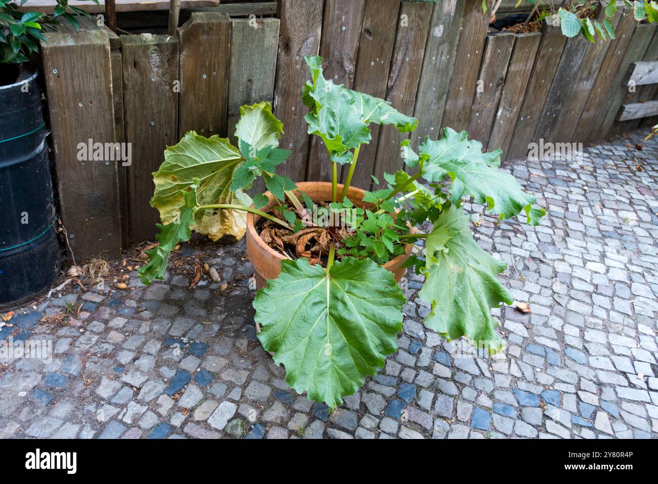 Rabarbaro culinario che cresce in un vaso di fiori Street City District Kreuzberg Berlino Germania Europa Foto Stock