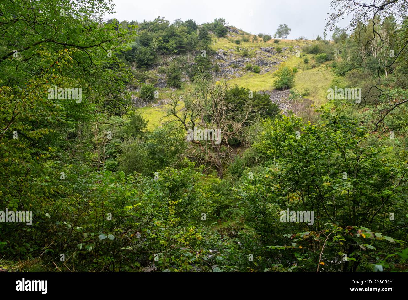 Bosco lungo il fiume Twiss, Ingleton Waterfalls Trail nel North Yorkshire, Inghilterra. Foto Stock