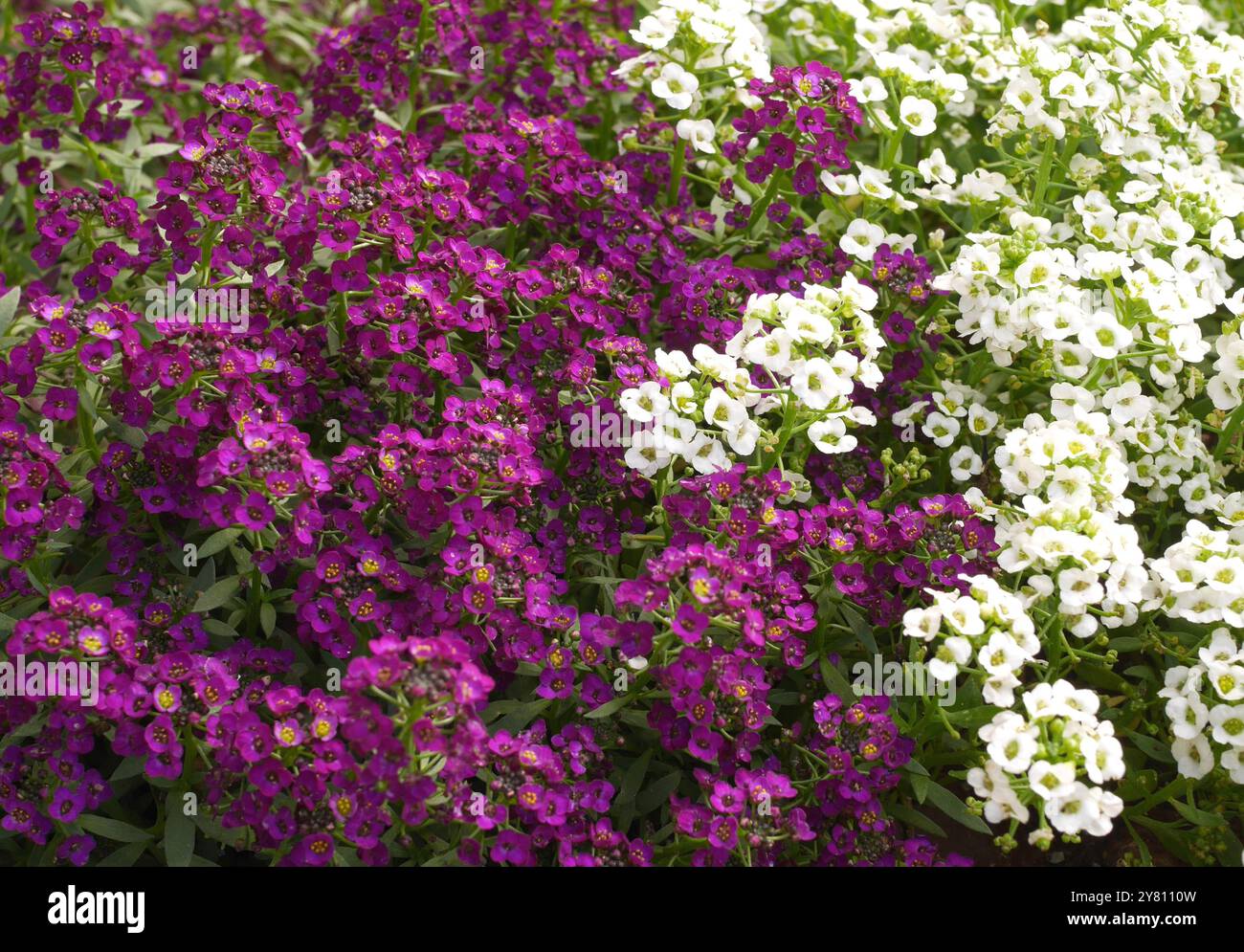 Lobularia maritima, Alyssum maritimum, Sweet alyssum, Sweet Alison, Growing in a Garden, Pest County, Ungheria Foto Stock