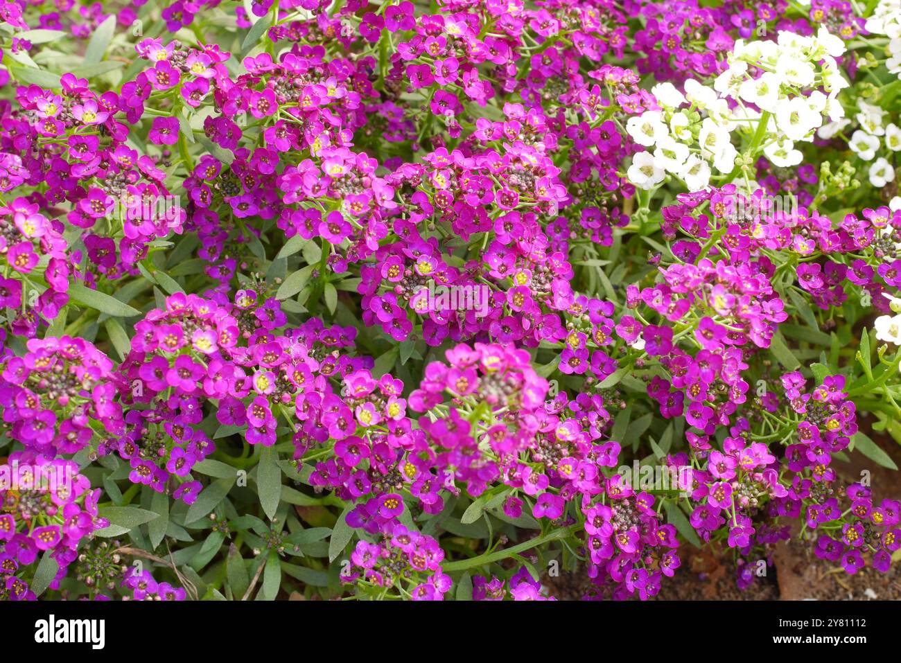 Lobularia maritima, Alyssum maritimum, Sweet alyssum, Sweet Alison, Growing in a Garden, Pest County, Ungheria Foto Stock