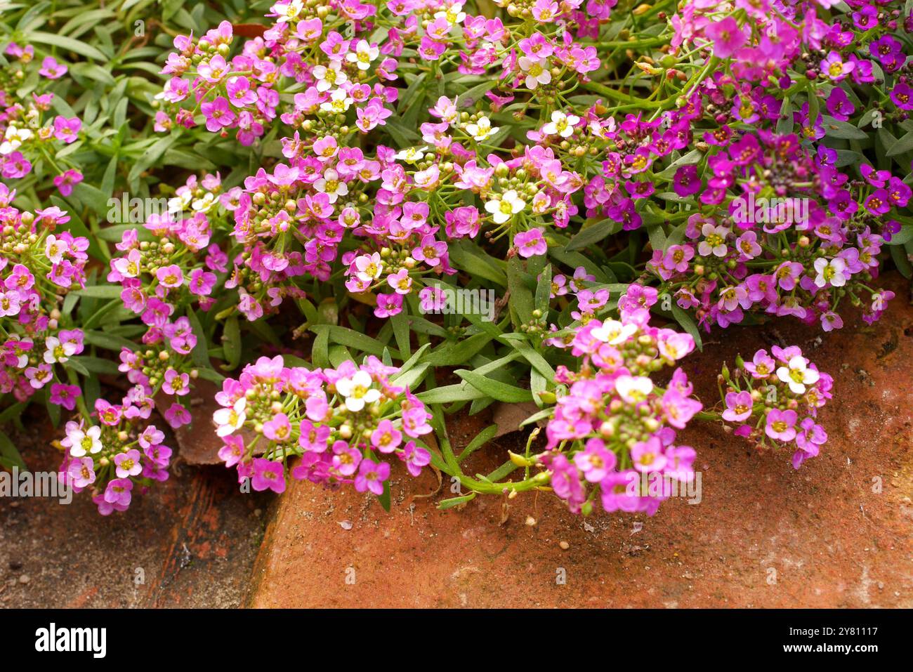 Lobularia maritima, Alyssum maritimum, Sweet alyssum, Sweet Alison, Growing in a Garden, Pest County, Ungheria Foto Stock