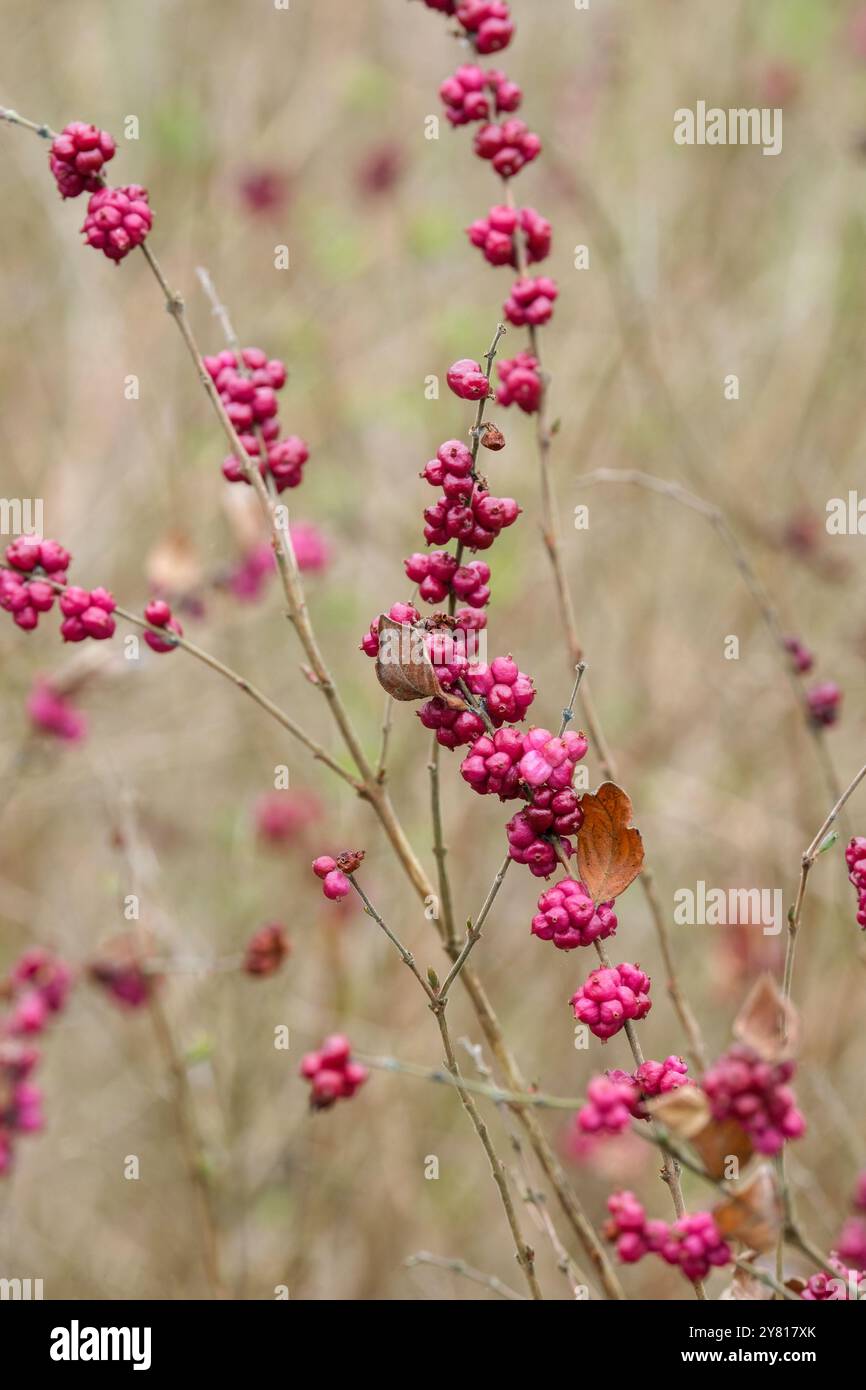 Symphoricarpos orbiculatus, coralberry, ribes indiano, arbusto deciduo, frutto viola scuro nel tardo inverno Foto Stock