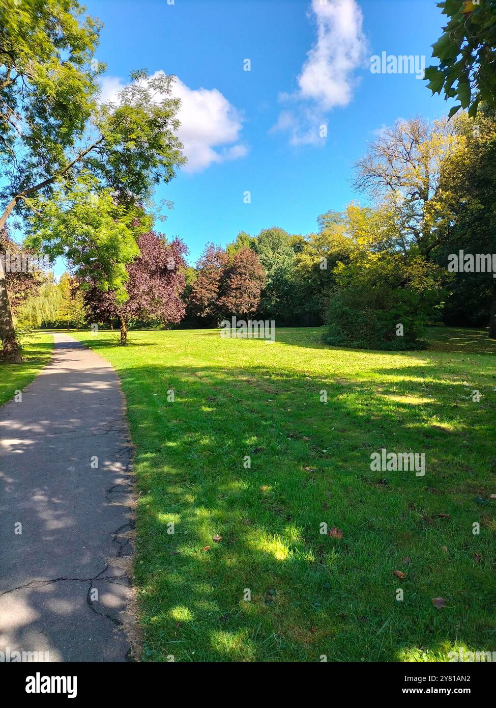 Splendidi alberi verdi in una giornata di sole a Bürgerpark, Braunschweig - Immagine stock catturata con smartphone
