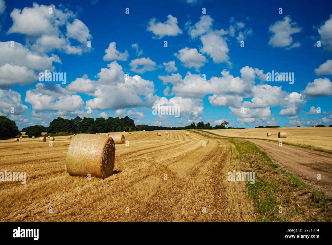 Campo agricolo dorato con balle di fieno dopo il raccolto sotto il cielo blu con nuvole bianche. Paesaggio agricolo. Norfolk, Inghilterra, Regno Unito Foto Stock